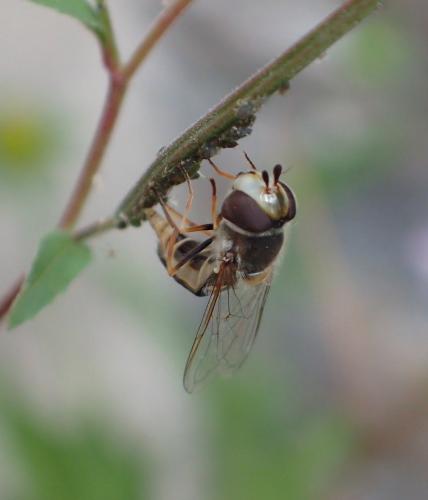 Scaeva pyrastri
